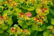 Euphorbia cyparissias