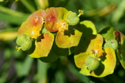 Euphorbia cyparissias