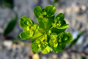 Euphorbia helioscopia
