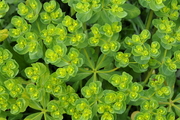 Euphorbia helioscopia