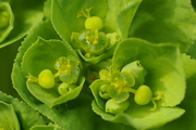 Euphorbia helioscopia