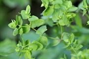 Euphorbia peplus