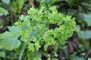 Euphorbia peplus