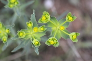 Euphorbia serrata