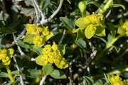 Euphorbia spinosa