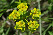 Euphorbia verrucosa