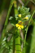 Euphrasia minima