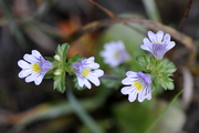 Euphrasia