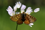 Euphydryas aurinia
