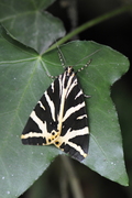 Euplagia quadripunctaria