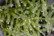 Eurhynchium striatum