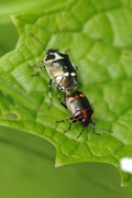 Eurydema oleracea