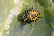 Eurydema ventralis