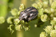 Eurygaster testudinaria