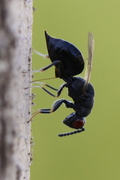 Eurytoma