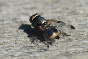 Euxesta notata