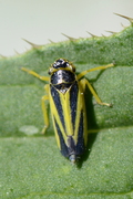 Evacanthus interruptus