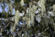 Evernia divaricata