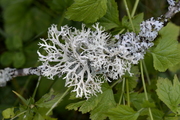Evernia prunastri