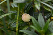 Exobasidiales