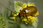 Exosoma lusitanicum
