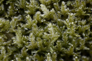Exsertotheca crispa