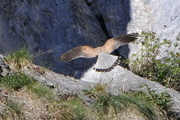 Falco tinnunculus