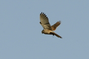 falco-tinnunculus006.jpg