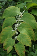 Fallopia japonica
