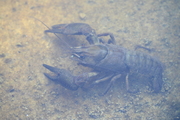 Faxonius limosus