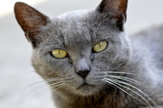 Felis silvestris