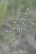 Festuca