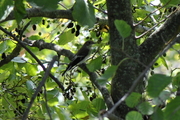 Ficedula hypoleuca
