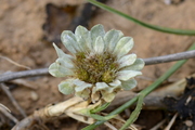 Filago pygmaea