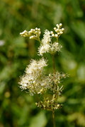 Filipendula ulmaria