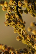 Filipendula ulmaria