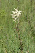 Filipendula ulmaria