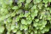Fissidens