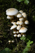 Flammulina