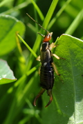 Forficula auricularia