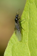Formica