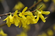 Forsythia intermedia