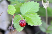 Fragaria vesca