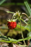 Fragaria vesca