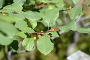 Frangula alnus