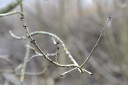 Fraxinus excelsior