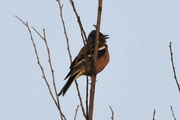 Fringilla coelebs