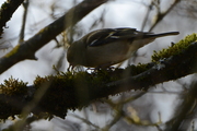 Fringilla coelebs