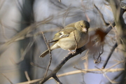 Fringilla coelebs