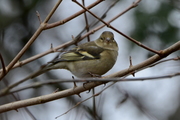 Fringilla coelebs